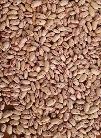 Human and Veterinary Medicines